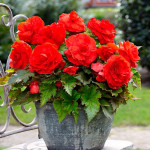 Бульби бегонії Double Red