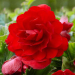 Бульби бегонії Double Red