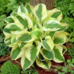 Кореневища хости Brim Cup