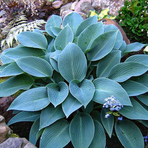 Кореневища хости Blue Cadet