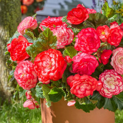 Бульби бегонії Wummi Marmorata