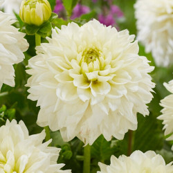 Клубни георгины Polar Ice