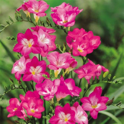 Луковицы фрезии простой Pink