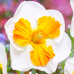 Цибулини нарцису Tricollet Горщик 0,5 л