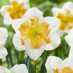 Луковицы нарцисса Zinzi Горшок 0,5 л