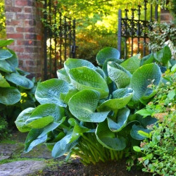 Кореневища хости Abiqua Drinking Gourd