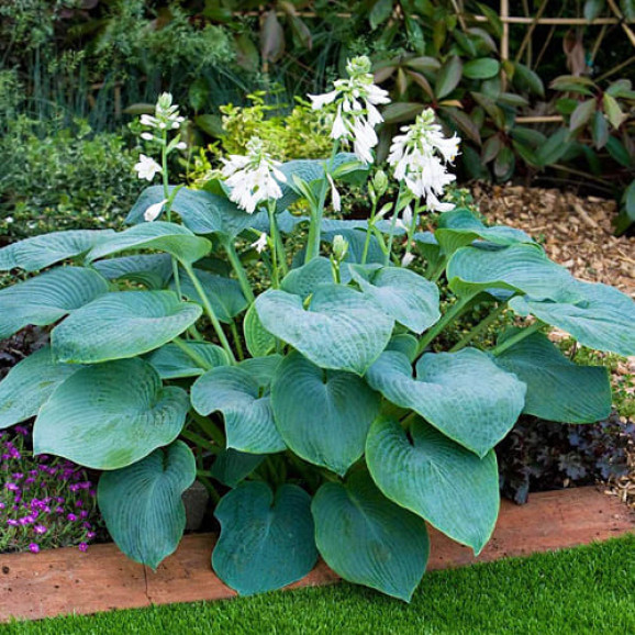 Кореневища хости Bressingham Blue