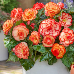 Бульби бегонії Wummi Maskerade