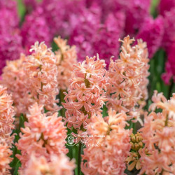 Луковицы гиацинта Gipsy Queen Горшок  0,5 л