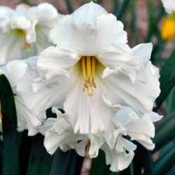 Цибулини нарцису Colblanc Горщик 0,5 л