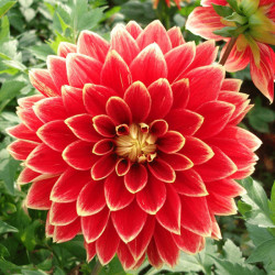 Бульби жоржини Dutch Carnaval