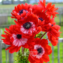 Луковицы анемоны Governor