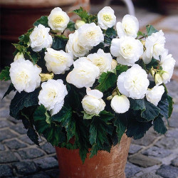 Клубни бегонии Non Stop White