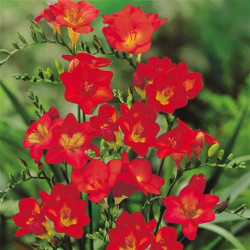 Луковицы фрезии простой Red