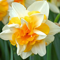 Цибулини нарцису Sweet Desire Горщик 0,5 л