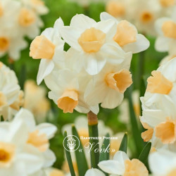 Луковицы нарцисса Kapiti Peach Горшок 0,5 л