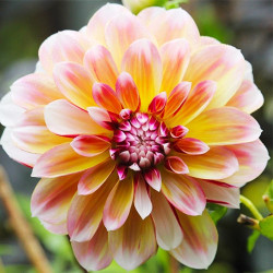 Бульби жоржини Caribbean Fantasy