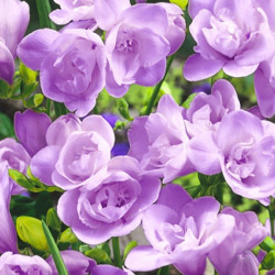 Цибулини фрезії махрової Purple
