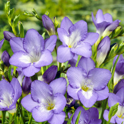 Цибулини фрезії простої Purple