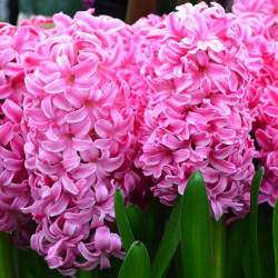 Цибулини гіацинту Pink Pearl Горщик 0,5 л