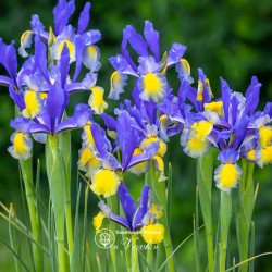 Цибулини ірису Hollandica Miss Saigon