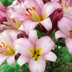 Цибулини лілії Pink Planet