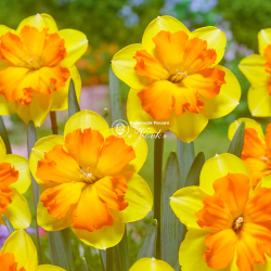 Луковицы нарцисса Congress Горшок  0,5 л