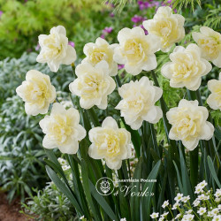 Цибулини нарцису White Lion Горщик 0,5 л