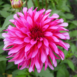 Клубни георгины Gallery Renoir