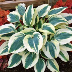 Кореневища хости Blue Ivory