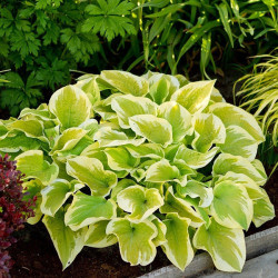 Кореневища хости Delta Dawn