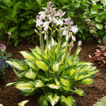 Кореневища хости Colored Hulk