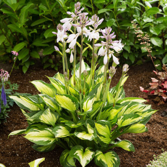 Кореневища хости Colored Hulk