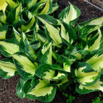 Кореневища хости Colored Hulk