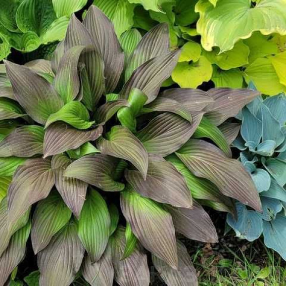 Кореневища хости First Blush