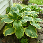 Корневища хосты Fragrant Bouquet