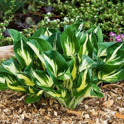Корневища хосты Sting