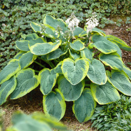 Корневища хосты Frances Williams