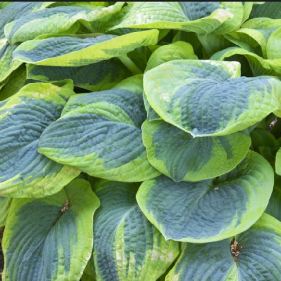 Корневища хосты Frances Williams