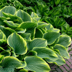 Корневища хосты Abiqua Moonbeam