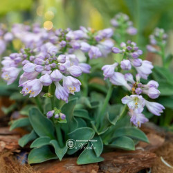 Корневища хосты Blue Mouse Ears