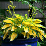 Корневища хосты Orange Marmalade