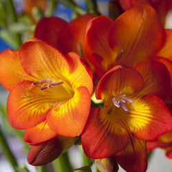 Цибулини фрезії простої Orange