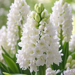 Цибулини гіацинту Aiolos Горщик 0,5 л