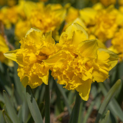 Луковицы нарцисса Sailorman Горшок 0,5 л