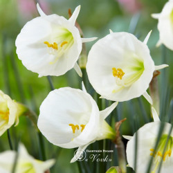 Луковицы нарцисса White Petticoat Горшок  0,5 л