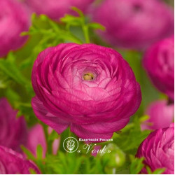 Клубни ранункулюса (лютика) Aviv Pink