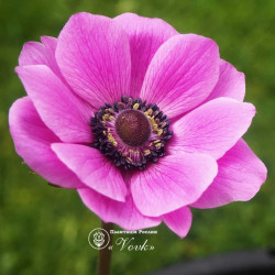 Луковицы анемоны Sylphide