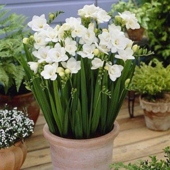 Цибулини фрезії махрової White