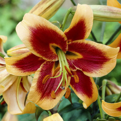 Цибулини лілії Red Morning